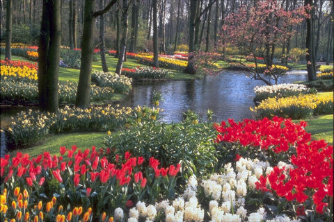 image of waterway bordered by flowers and trees
